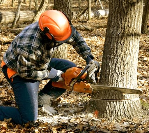 Tree Removal in Oregon, MO